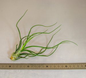 BULBOSA