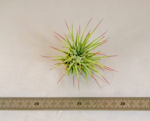 IONANTHA