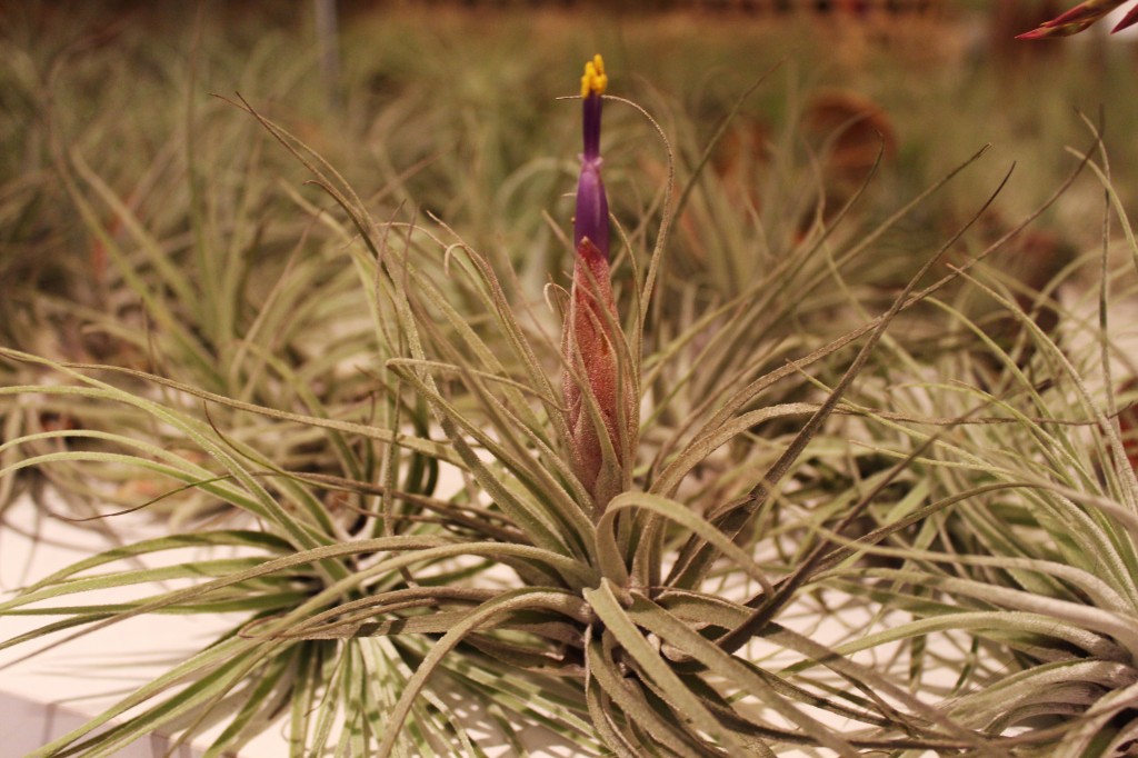 Tillandsia - Bouton de Rose