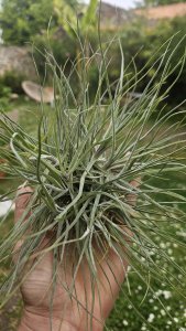 tillandsia schiedeana touffe