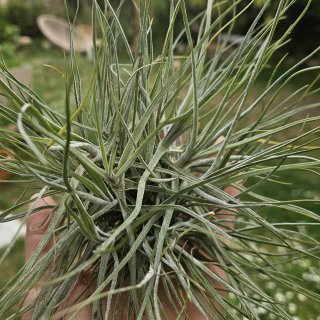 tillandsia schiedeana touffe