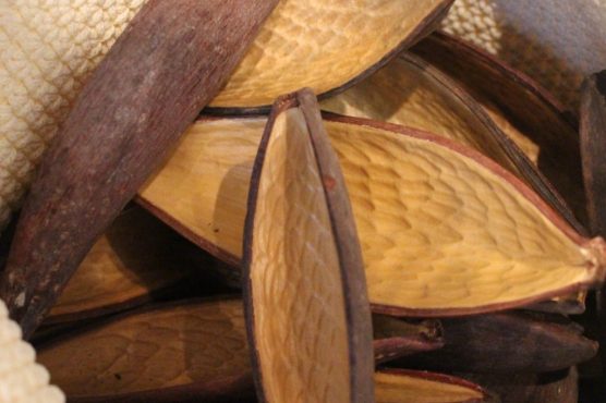 Canoïnas