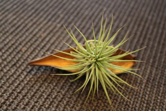 Ionantha sur canoïnas
