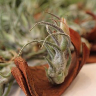 Pruinosa