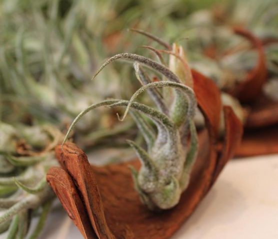 Pruinosa
