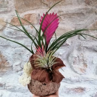 Composition à poser : cyanea, ionantha, fleur de bois et lichen stabilisé sur noix d'ourico