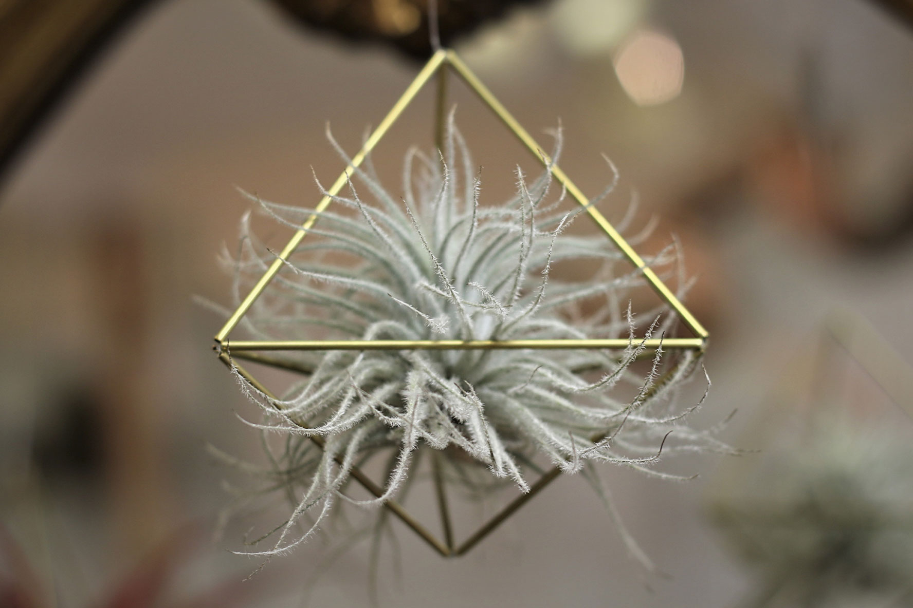 Zoom sur… La reine des tillandsias !