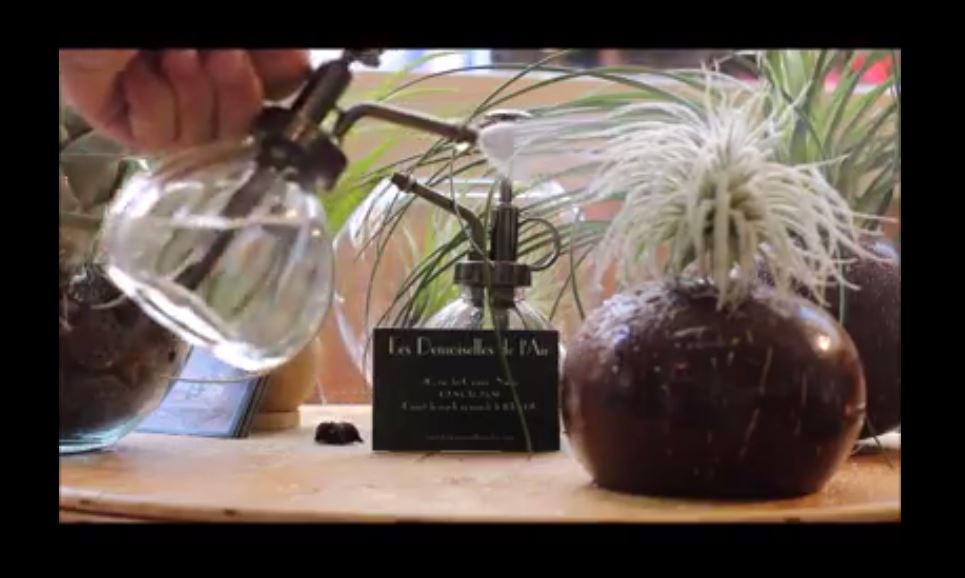 Comment entretenir vos tillandsias ?