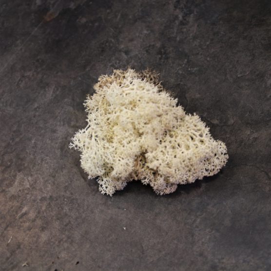 Lichen stabilisé blanc