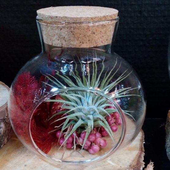 Bonbonne (diam 10 cm)- tillandsia ionantha, baies roses, algue stabilisée et ruscus
