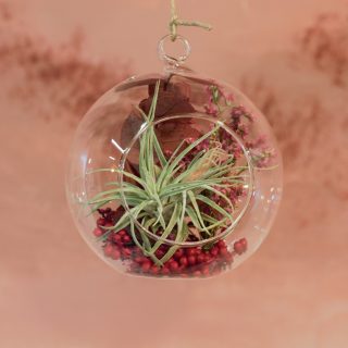 Bulle (diam 14 cm) – tillandsia oaxacana, baies de poivre rouge et eucalyptus stabilisé
