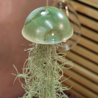 Grande méduse green et tillandsia usneoïdes