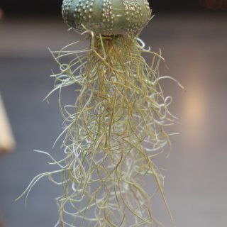Petit oursin et tillandsia usneoïdes