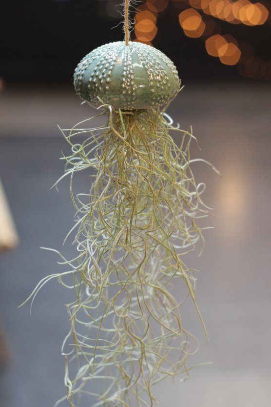 Petit oursin et tillandsia usneoïdes