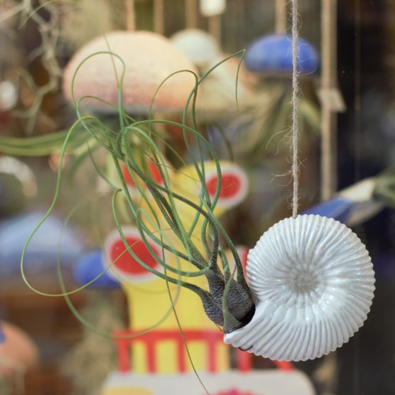 Ammonite et tillandsia butzii