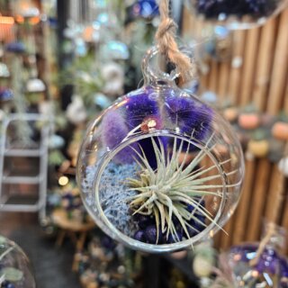 Bulle (diam 8 cm) - tillandsia ionantha, graines, lichen et bouquet