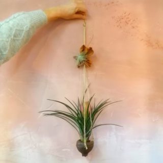 Cyanea, sapucaja, fleur de bois et argentea