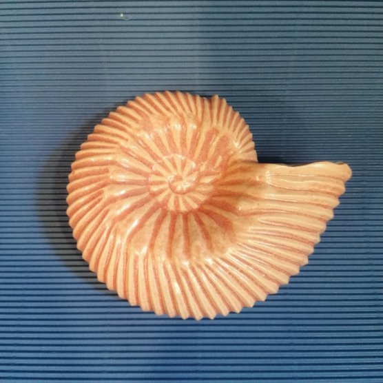 Ammonite
