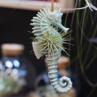 Hippocampe aqua et tillandsia ionantha