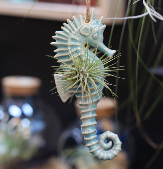 Hippocampe aqua et tillandsia ionantha