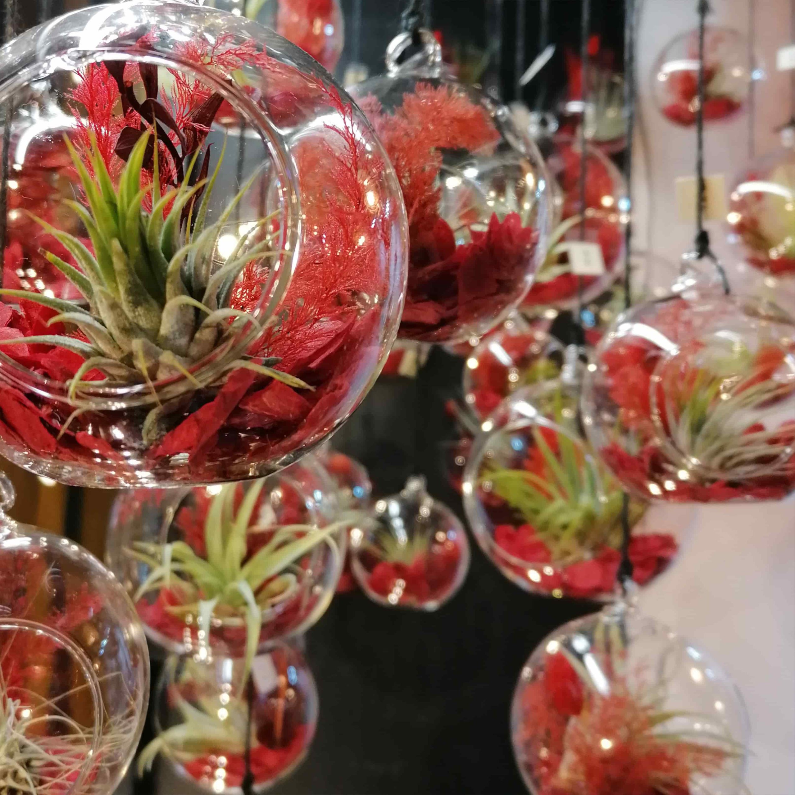 plantes sans terre –tillandsia-centre-table-bois-plantes-aériennes