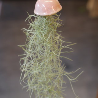 Petite méduse et tillandsia usneoïdes