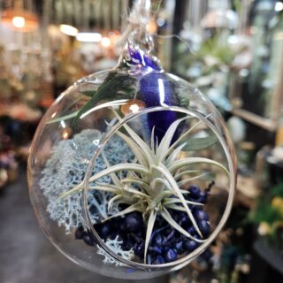 Bulle (diam 10 cm) - tillandsia albida, canella, lichen bleu et bouquet