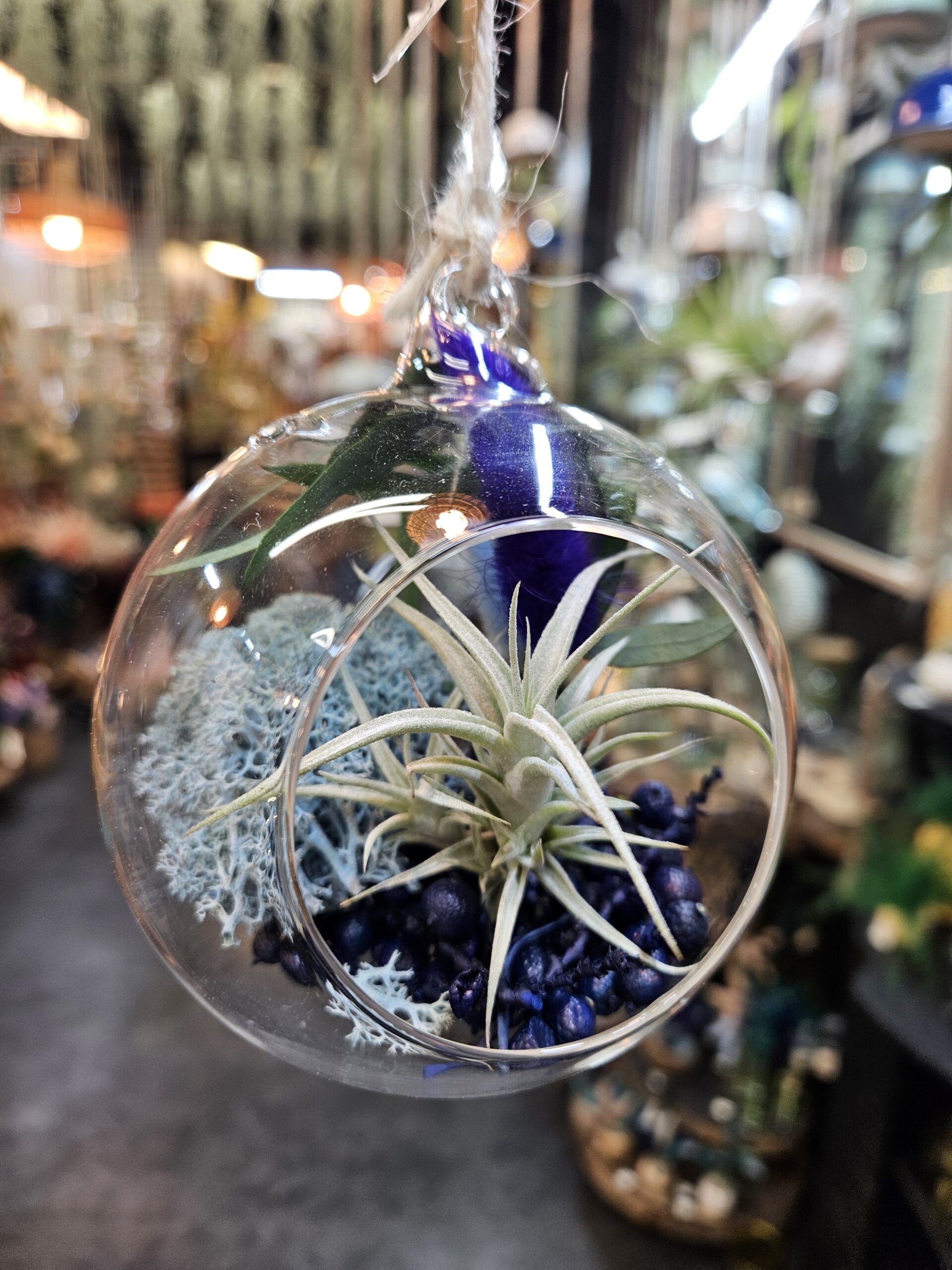 Bulle (diam 10 cm) - tillandsia albida, canella, lichen bleu et bouquet