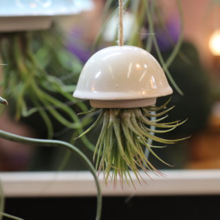 Petite méduse et tillandsia ionantha