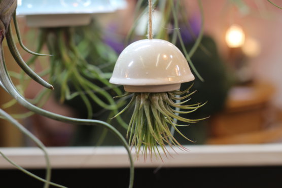 Petite méduse et tillandsia ionantha
