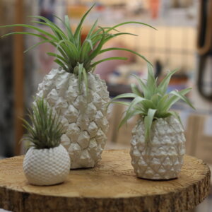compositions ananas