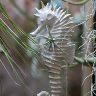 Hippocampe et tillandsia albida