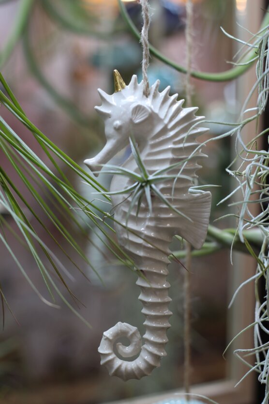 Hippocampe et tillandsia albida