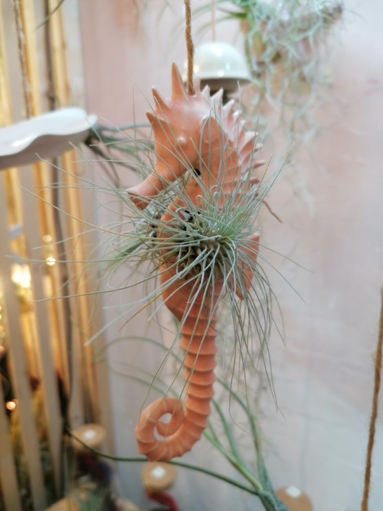 Hippocampe crevette et tillandsia argentea