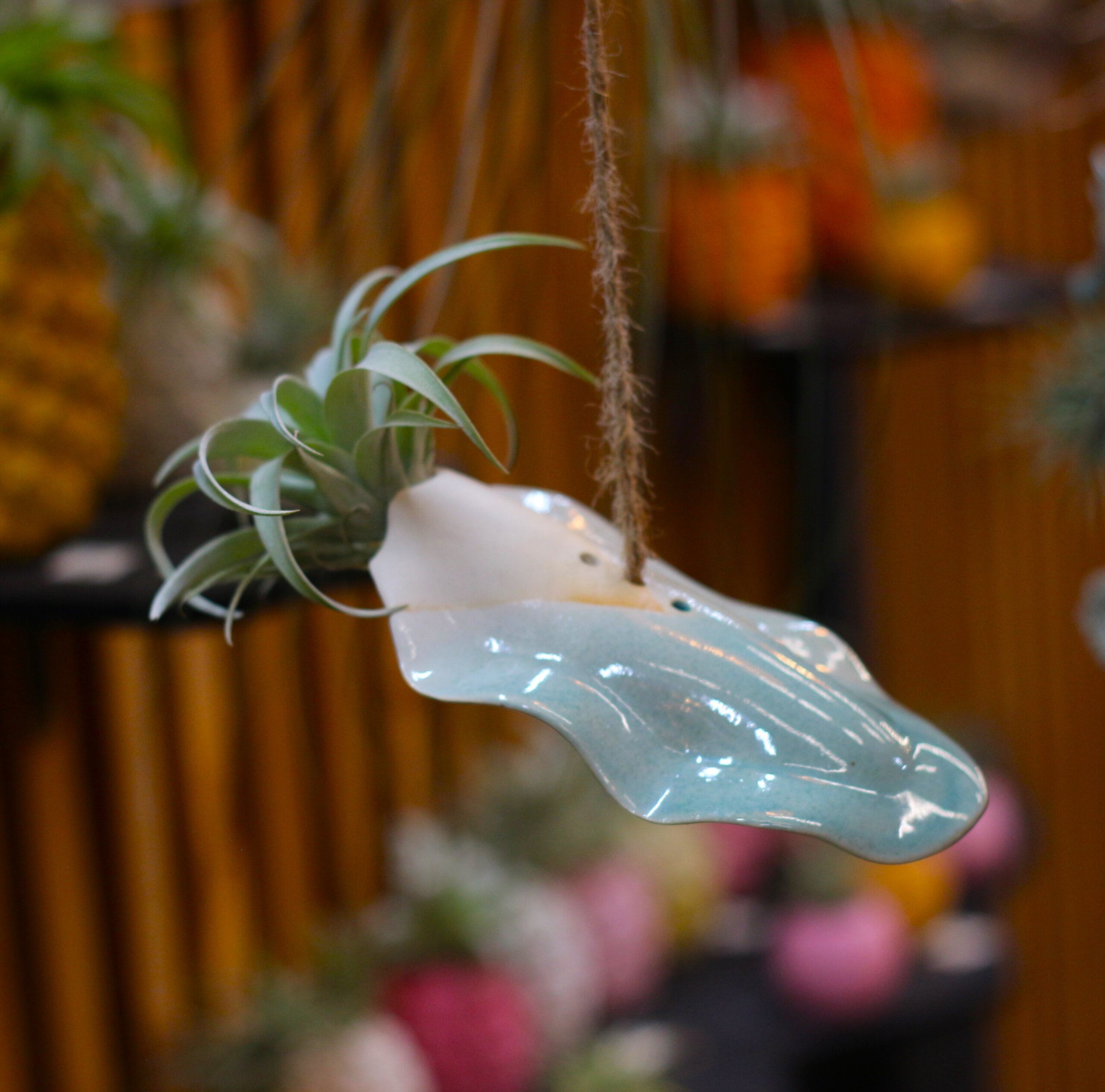 Seiche et tillandsia capitata duda