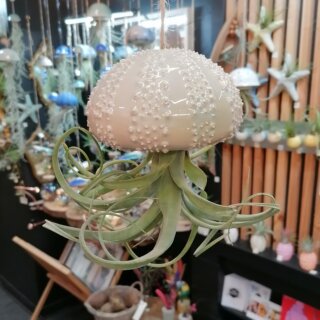 Gros oursin et tillandsia curly slim