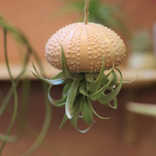 Petit oursin et tillandsia capitata duda
