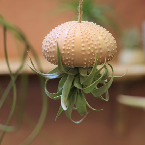 Petit oursin et tillandsia capitata duda