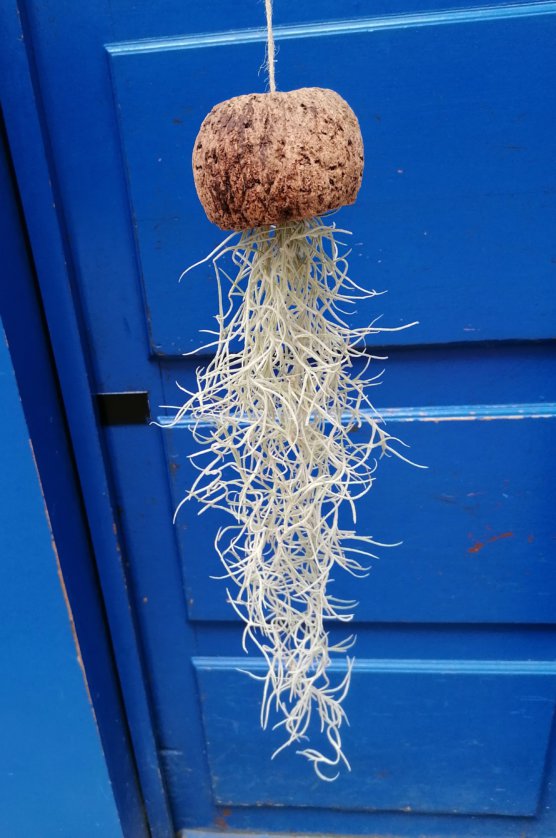Usneoïdes dans noix d'ouriço