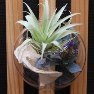 Bulle murale, capitata duda, noix de badam blanchie, eucalyptus et statice