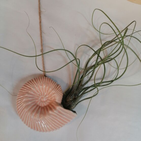 Ammonite crevette et tillandsia butzii