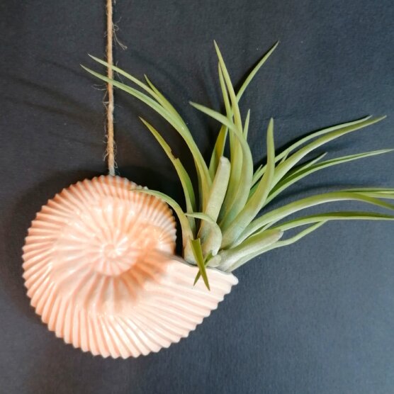 Ammonite crevette et tillandsia velutina