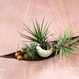 "Pirogue" : ionantha, fruits du rattan, tricolor melanocrater dans calebasse et cotton candy