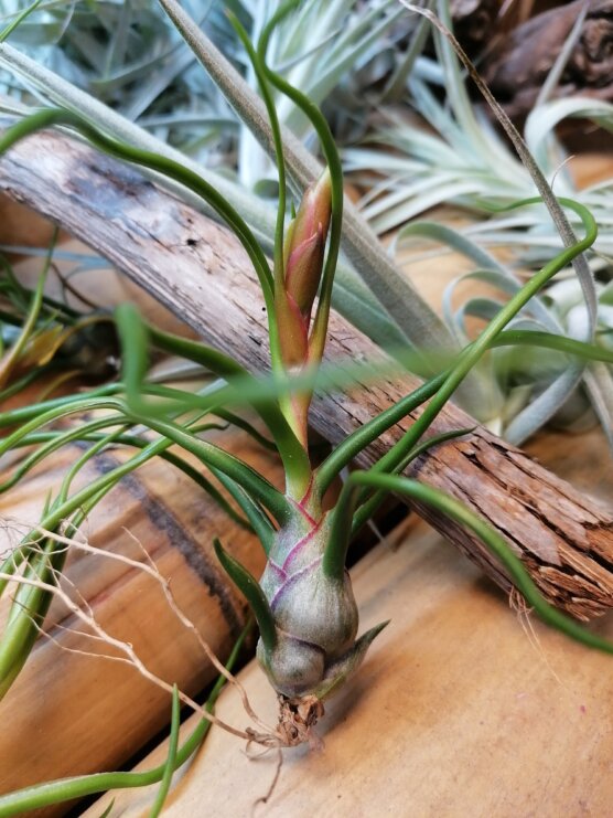 Bulbosa