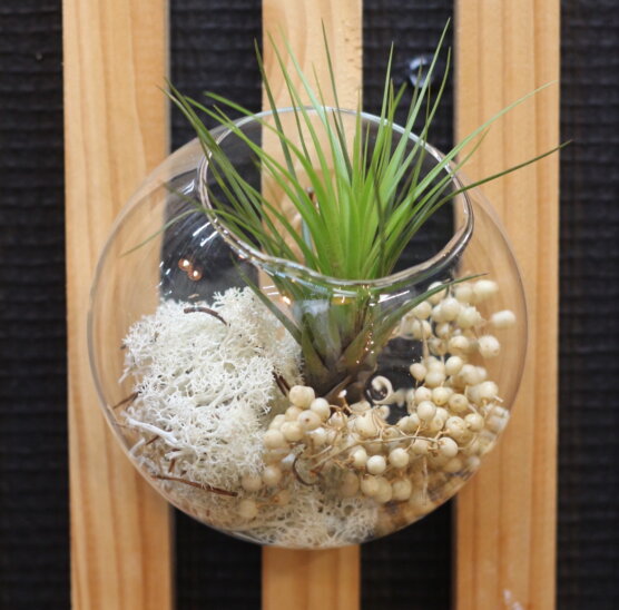 Bulle murale, tillandsia tricolor melanocrater, lichen stabilisé et canella