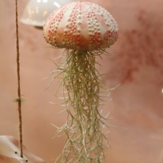 Gros oursin et tillandsia usneoïdes