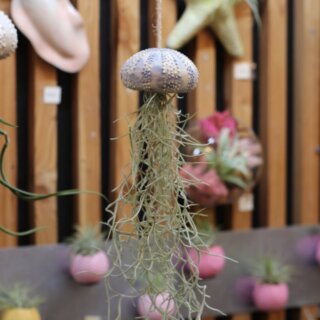 Petit oursin et tillandsia usneoïdes