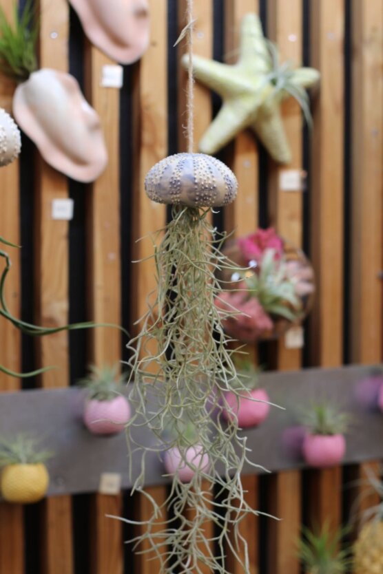 Petit oursin et tillandsia usneoïdes