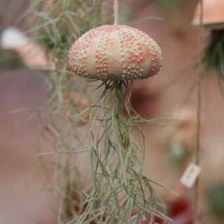 Petit oursin et tillandsia usneoïdes