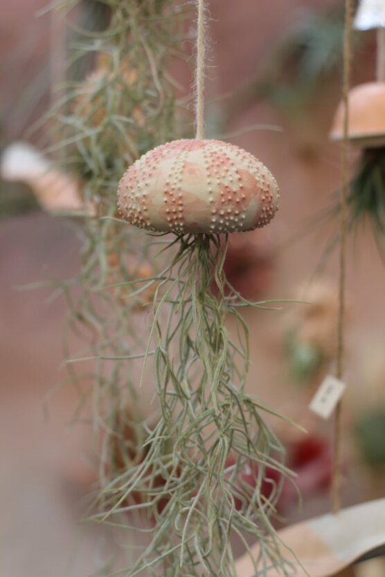 Petit oursin et tillandsia usneoïdes